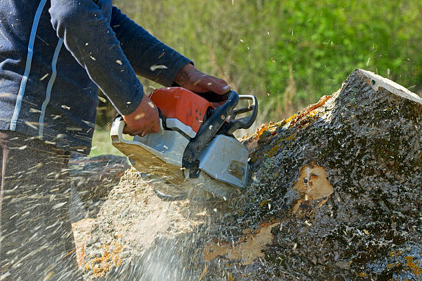Best Arborist Consultation Services  in Marseles, IL